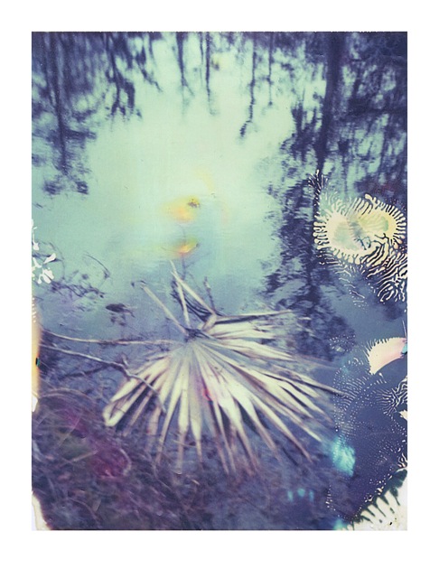 Louisiana Wetlands #10
