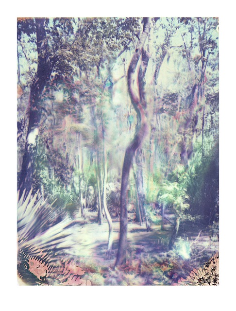 Louisiana Wetlands #17