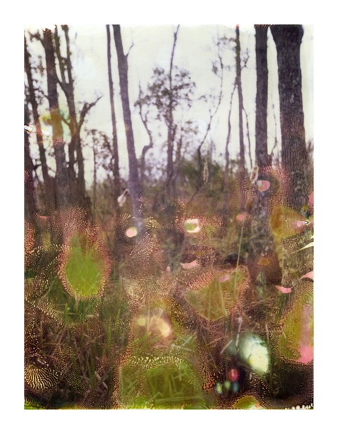 Louisiana Wetlands #15