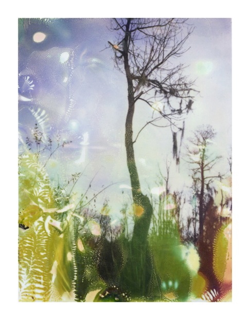 Louisiana Wetlands #27