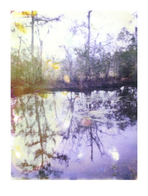 Louisiana Wetlands #8