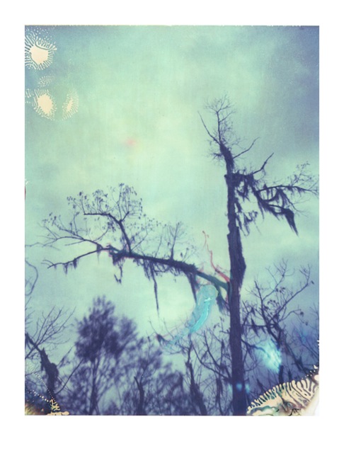 Louisiana Wetlands #19