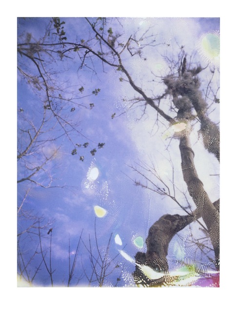 Louisiana Wetlands #7