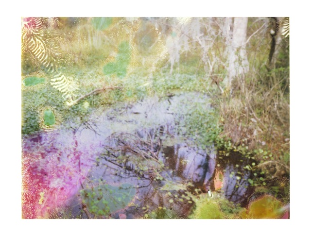 Louisiana Wetlands #11