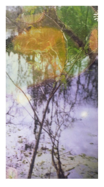 Louisiana Wetlands #40