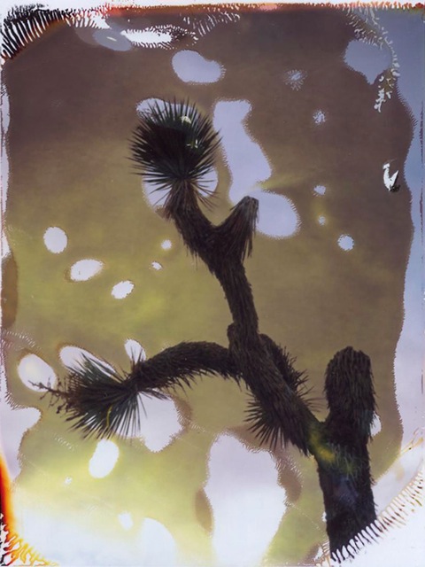 Joshua Tree #1