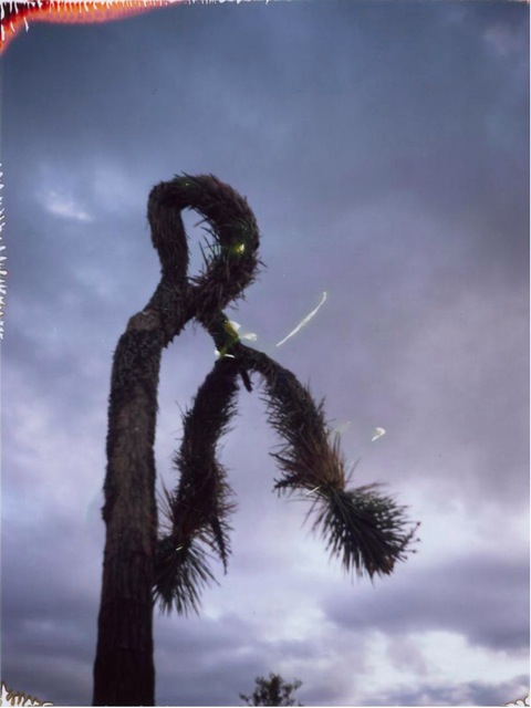 Joshua Tree #8