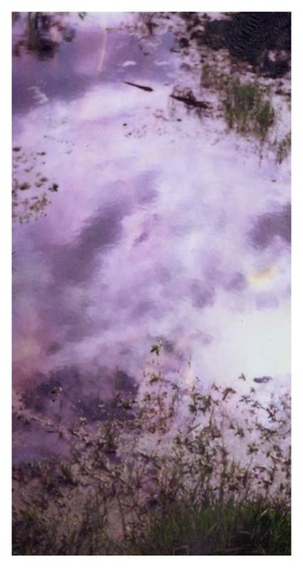 Louisiana Wetlands #5